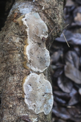 Rhodofomitopsis feei