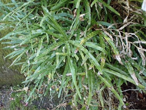 Pteris cretica observed 2026-10-27