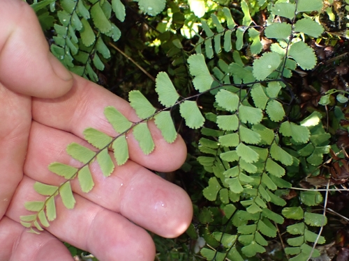Adiantum formosum observed 2026-10-27