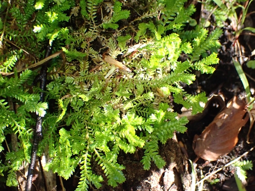 Selaginella observed 2026-10-27