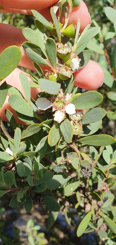 Leptospermum laevigatum observed 2026-10-26