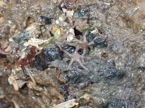 Amphipholis squamata observed 2026-10-27