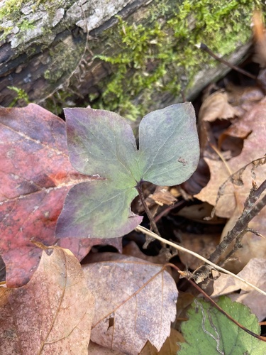 Hepaticae observed 2026-10-27