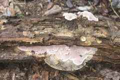 Rhodofomitopsis feei