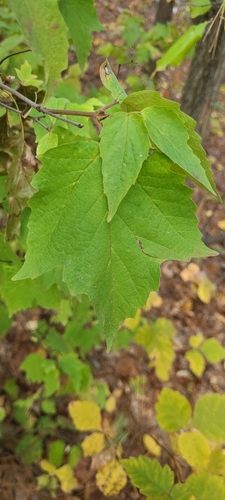 Viburnum observed 2026-10-27