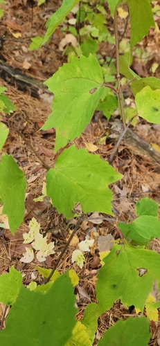 Viburnum observed 2026-10-27