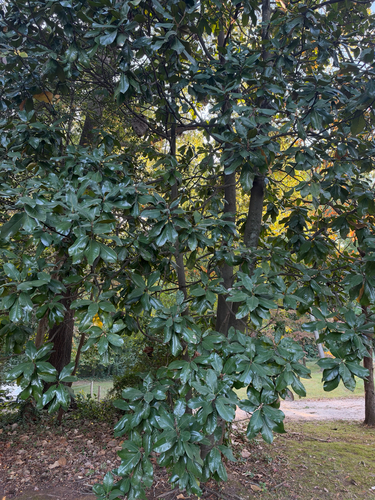 Magnolia observed 2026-10-27