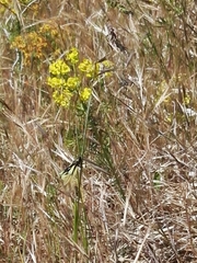 Libelloides coccajus