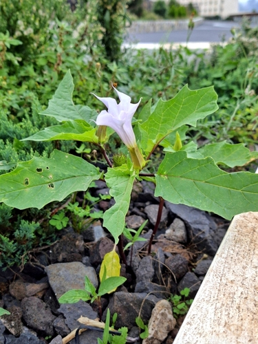 Datura stramonium observed 2026-10-27