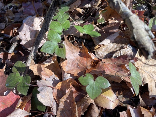 Hepaticae observed 2026-10-27