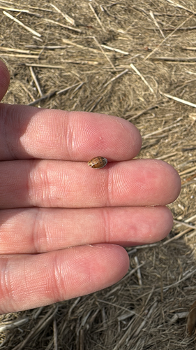Melampus bidentatus observed 2026-10-22
