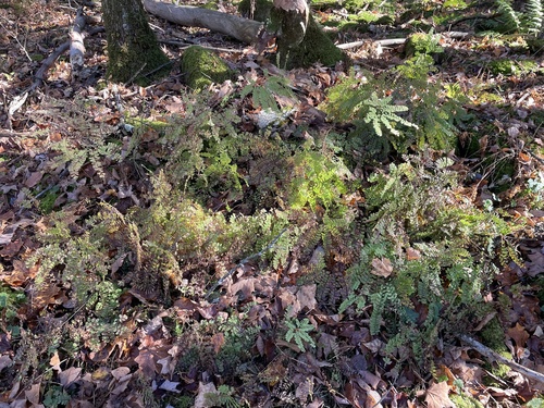 Adiantum observed 2026-10-27
