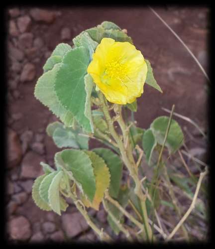 Image of Abutilon otocarpum by (c) Russell Best, some rights reserved (CC BY)