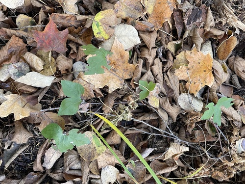 Hepaticae observed 2026-10-27