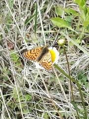 Melitaea cinxia