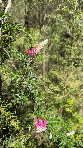 Acanthus observed 2026-10-26
