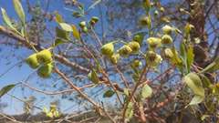 Codonocarpus cotinifolius