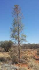 Codonocarpus cotinifolius