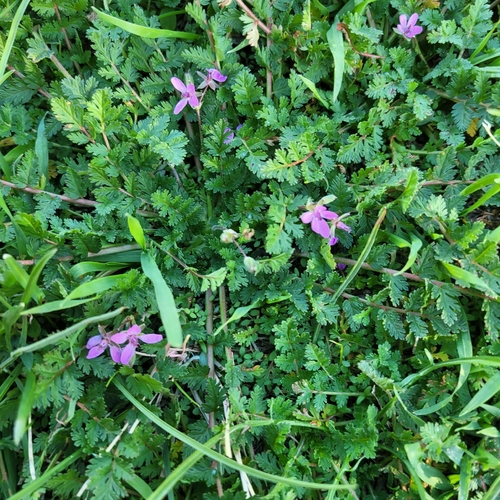 Erodium cicutarium observed 2026-10-27