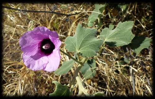 Bush-hibiscus (Radyera farragei)
