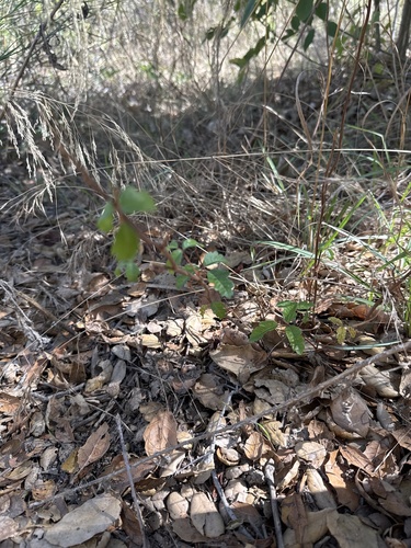 Toxicodendron observed 2026-10-27