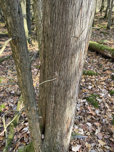 Thuja occidentalis observed 2026-10-27