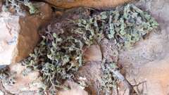 Cheilanthes lasiophylla