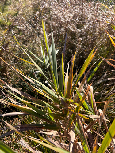Phalaris arundinacea observed 2026-10-27