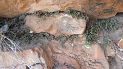 Cheilanthes lasiophylla