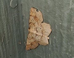 Euchlaena deplanaria