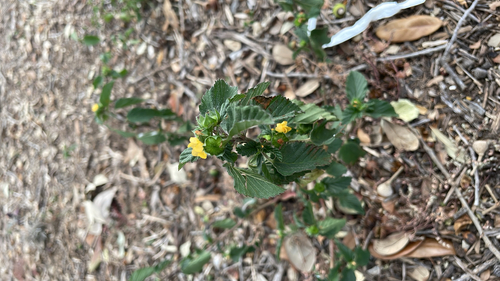 Malvastrum coromandelianum observed 2026-10-27