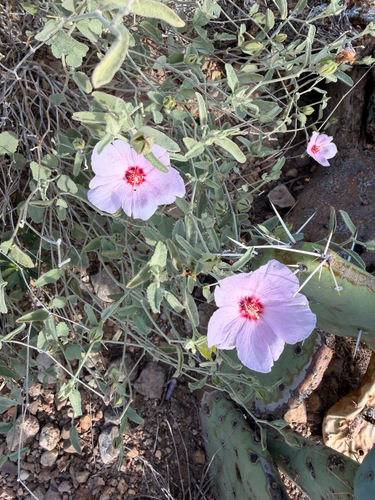Hibiscus observed 2026-10-27