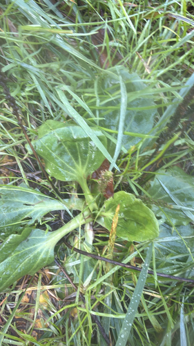 Plantago major observed 2026-10-27