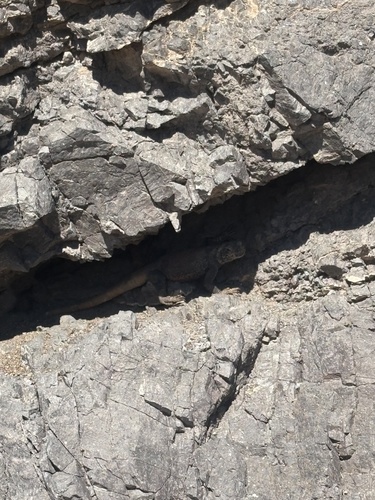 Sauromalus observed 2026-10-27