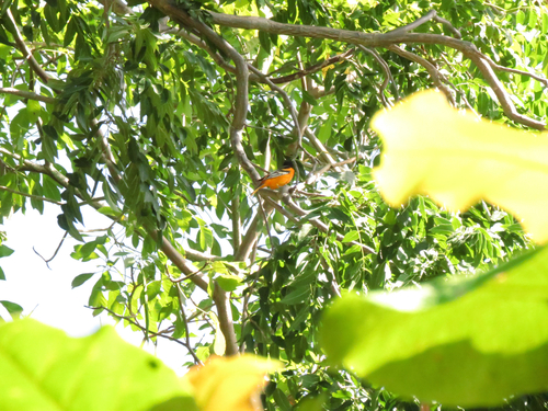 Icterus galbula observed 2026-10-27
