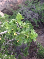 Ribes quercetorum