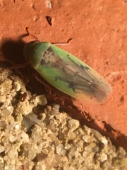 Ponana