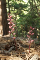 Pyrola aphylla
