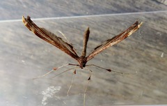 Tetraschalis arachnodes