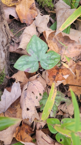 Hepaticae observed 2026-10-27