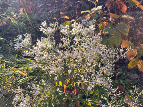 Eupatorium observed 2026-10-27