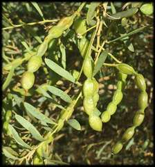 Acacia ligulata