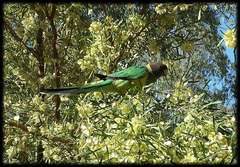 Barnardius zonarius zonarius