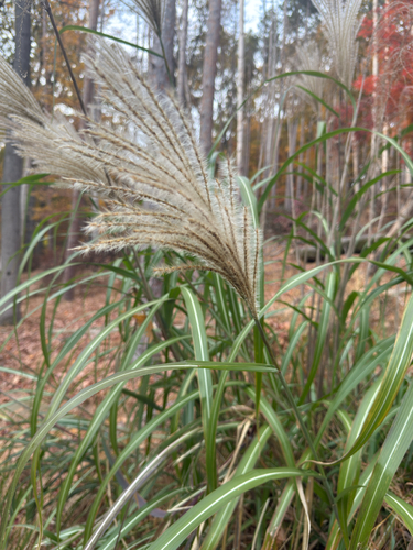 Miscanthus observed 2026-10-27
