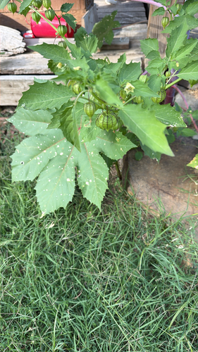 Physalis angulata observed 2026-10-27