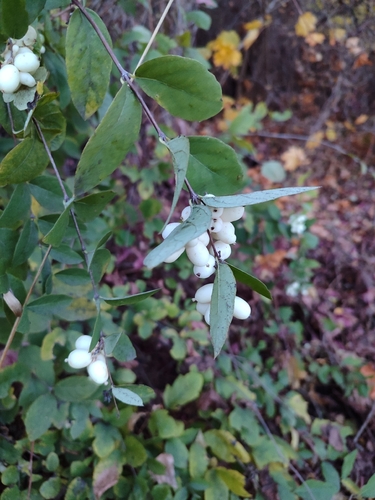Vaccinium observed 2026-10-27