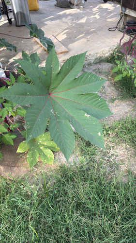 Ricinus communis observed 2026-10-27