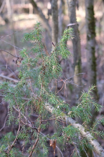 Juniperus communis observed 2026-10-26