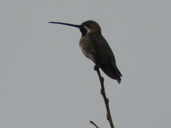 Heliomaster longirostris