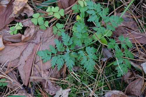 Anthriscus sylvestris observed 2026-10-26